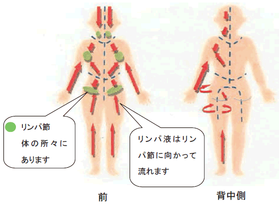 リンパ液の流れの説明：リンパ節は体の所々にあり、リンパ液はリンパ節に向かって流れます。